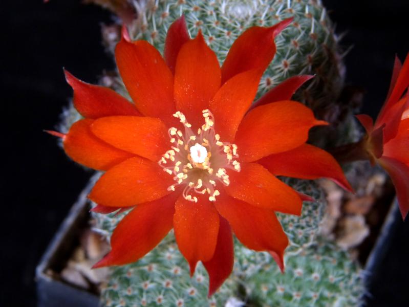 Flower of mother plant